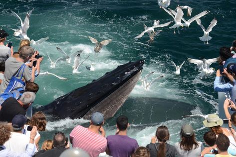 To Do Today: New England Aquarium Whale Watch | BU Today | Boston University John Boats, New England Aquarium, Harbor City, Boston Harbor, Best Cruise, Whale Watching, North America Travel, Boat Tours, Ocean Life