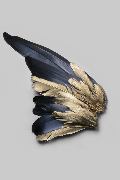 Feather Pictures, Soyut Sanat Tabloları, Have Inspiration, Gold Aesthetic, Feather Art, Maleficent, Animal Pattern, Pigeon, Black And Gold