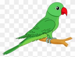 Picture Of Parrot, Parrot Images, Parrot Pictures, Parrot Clipart, Parrot Drawing, Peacock Pictures, Green Background Video, Screen Video, Green Screen Video Backgrounds