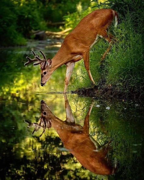 As The Deer, Spirit Of The Forest, Best Nature Wallpapers, Animals Photography, Into The Forest, Forest Creatures, Water Reflections, A Deer, Animal Photo