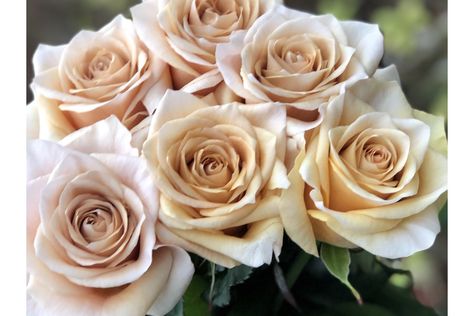 Brut - Sassen B.V. - VIP Roses Garden Roses Wedding, Champagne Colour, Rose Varieties, Flower Guide, Cut Flower Garden, Flower Farm, Champagne Color, A Class, Cut Flowers