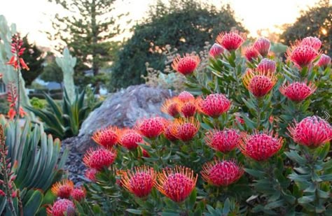 Drought Tolerant Shrubs, Australian Garden Design, Australian Native Garden, Drought Tolerant Garden, Drought Tolerant Landscape, Australian Native Flowers, Australian Plants, California Garden, Mediterranean Landscaping