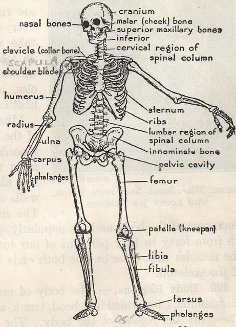 Biology Drawing, Human Skeleton Anatomy, Medical Drawings, Anatomy Bones, Skeleton Anatomy, Medical School Life, Flat File, Nursing School Motivation, Basic Anatomy And Physiology