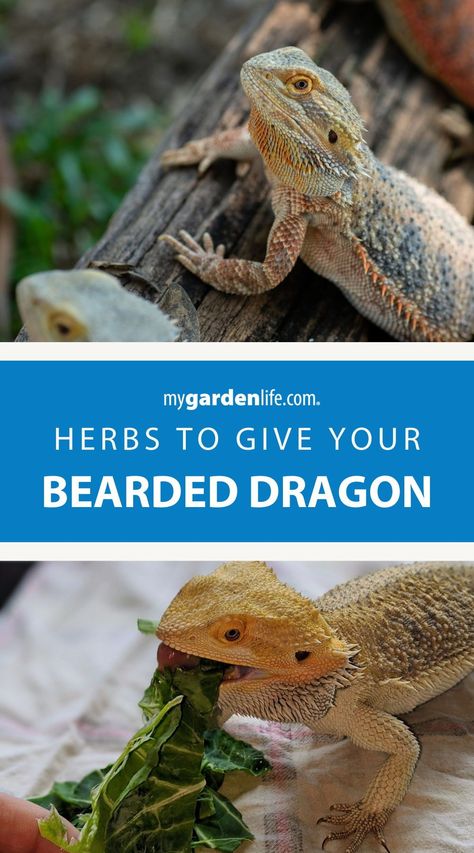 Diy Reptile Hide Bearded Dragon, Bearded Dragon Enrichment, Bearded Dragon Enclosure Ideas, Bearded Dragon Food List, Diy Bearded Dragon Enclosure, Herb Ideas, Bearded Dragon Terrarium Ideas, List Of Herbs, Dragon Terrarium