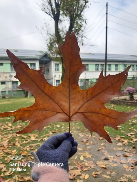 Chinar Leaves Kashmir, Kashmir Aesthetic, Jammu And Kashmir, Calligraphy, University, Tattoos, Quick Saves