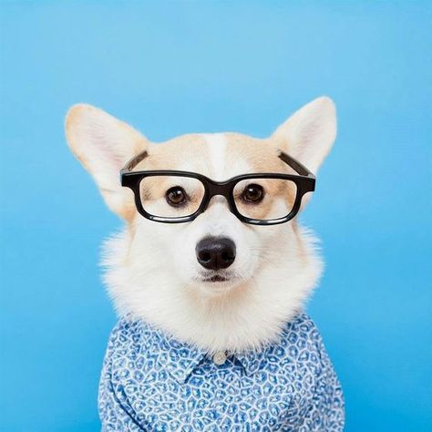 Will you dress up your pup for Dress Up Your Pet Day? Then we’d love to see a picture! Bored Dog, Cute Dog Photos, D Love, National Dress, Pet Day, The Perfect Day, Dog Photography, Dog Behavior, Training Your Dog