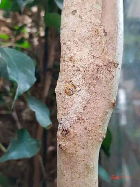 Camouflaged mossy leaf-tailed gecko. 📷 : Dave Bagshaw Leaf Tailed Gecko, Unusual Animals, Airbrush Art, Funny Animal Memes, Gecko, Animal Memes, Madagascar, Unique Patterns, Reptiles