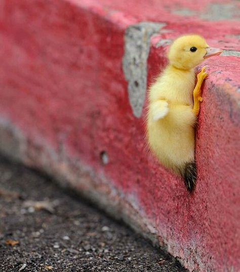 Determined little duck. Do It Yourself Quotes, Quote Citation, Good Day Quotes, Morning Greetings Quotes, 영감을 주는 캐릭터, Uplifting Quotes, Positive Attitude, Fitness Quotes, Morning Images