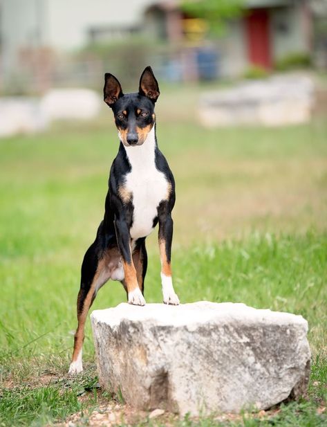 Rat Terrier Puppies, Rat Terrier, Types Of Dogs Breeds, Rat Terrier Dogs, Baby Rats, All Breeds Of Dogs, Types Of Dogs, Rat Terriers, Bull Mastiff