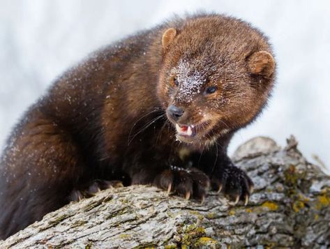 Dave Corns on Instagram: "Mustelid Monday: the big, feisty fisher or fisher cat. #mustelidmonday #mustelid #mustelidae #notmyphotograph #fisher" Fisher Cat Pictures, Fisher Animal, Cat Therian, Fisher Cat, Forest Habitat, Animal Reference, Taxidermy Mounts, Cat Oc, Cat Skull