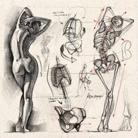 Rim Umyarov, Analytical Drawing, Human Skeleton Anatomy, Drawing Basics, Human Body Drawing, Structural Drawing, Human Figure Sketches, Gaming Anime, Human Anatomy Drawing