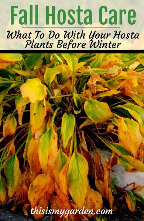 Winterizing Flower Beds, Hosta Winter Care, Hosta Care In Fall, What To Do With Hostas In The Fall, Dividing Hostas In The Fall, Where To Plant Hostas, How To Prepare Flower Beds For Planting, How To Winterize Hydrangeas, Winterize Hostas