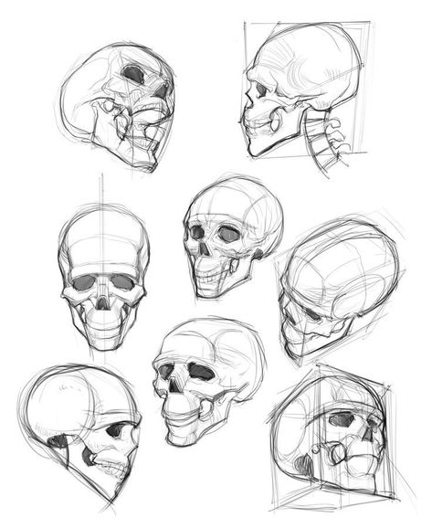 Skull Reference, Skeleton Drawings, Human Anatomy Drawing, Skulls Drawing, Human Anatomy Art, Anatomy Sketches, Reference Drawing, Human Head, 캐릭터 드로잉