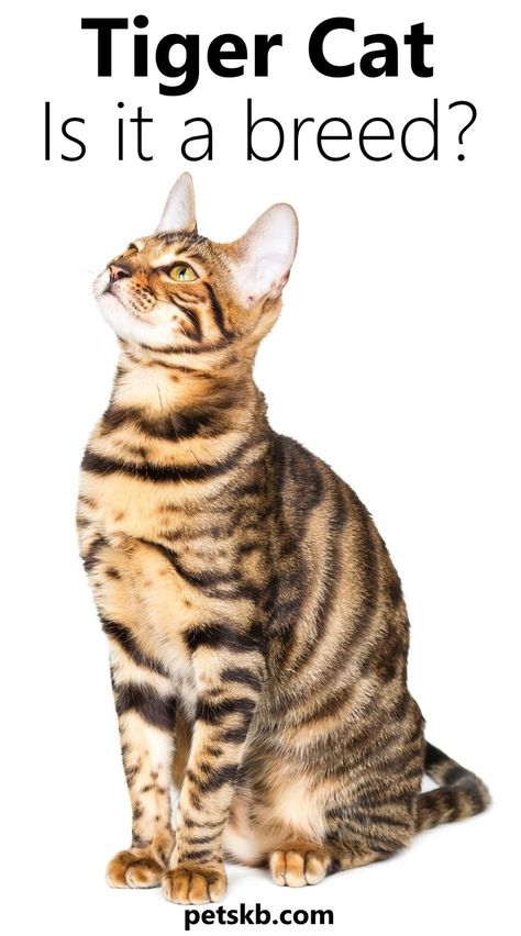 A domestic cat that looks like a mini tiger. Tiger Striped Cat, Types Of Cats Breeds, Cat Guide, Striped Cats, Toyger Cat, Asian Leopard Cat, Cat Ownership, Serval Cats, Ocicat