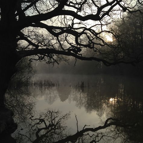 Credence Barebone, Misty Lake, Dark Naturalism, Dark Fairycore, Dark Green Aesthetic, Slytherin Aesthetic, Dark Paradise, Dark Cottagecore, Dark Forest