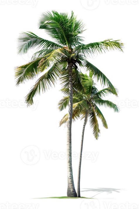 Twin coconut palm tree, isolated against a transparent background Palm Tree Printable, Palm Tree Png, Color Backgrounds, Coconut Palm Tree, Graphic Design Assets, Coconut Palm, Tree Saw, Solid Color Backgrounds, Heart Tree