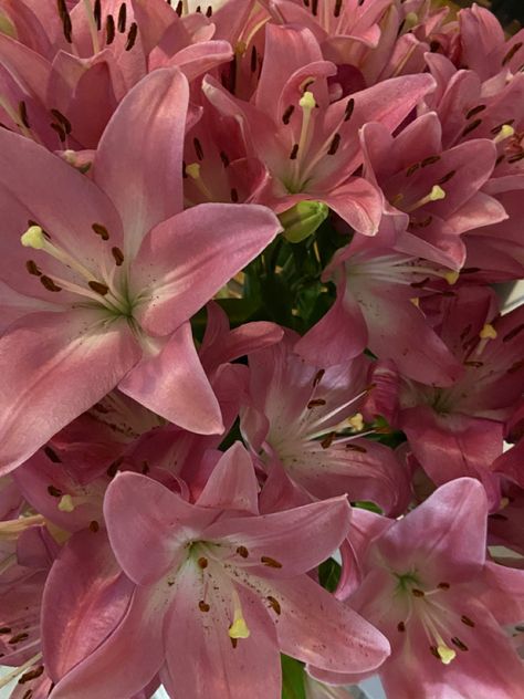 Stargaze Lily, Lily Core Aesthetic, Pink Aesthetic Style, Flower Pink Aesthetic, Lily Flower Aesthetic, Lilies Aesthetic, Rose Lilies, Lillies Flowers, Lily Core