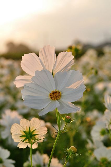 Cosmos - White Cosmo, Cosmos Flowers, Colorful Roses, White Gardens, Beautiful Blooms, Flower Field, Love Flowers, Flowers Photography, My Flower