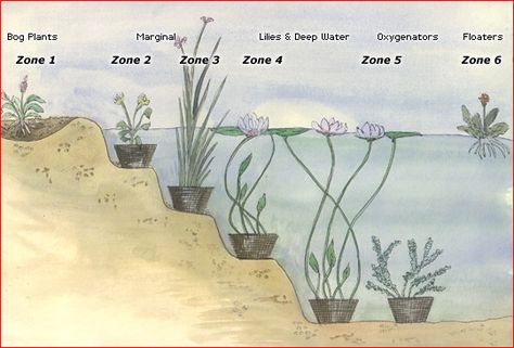 Ideal Planting Zones - The Pond Blog Permaculture Pond, Pond Planting, Planting Zones, Wildlife Pond, Bog Plants, Garden Ponds, Goldfish Pond, Water Gardens Pond, Natural Swimming Ponds