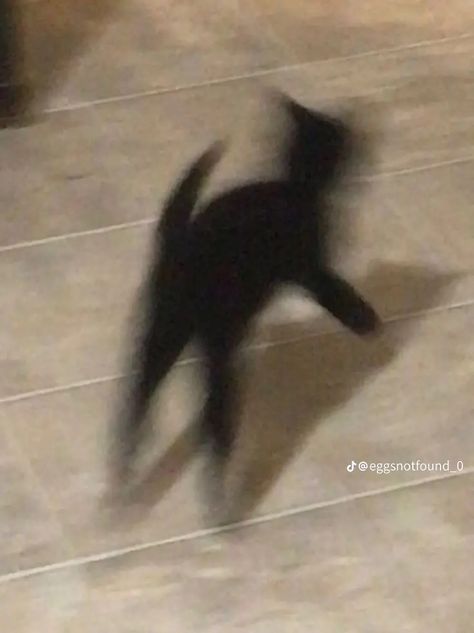 Cat Blurry Aesthetic, Blurry Cat Pics, Blurry Cat, Cat Core, Running Memes, Blurry Aesthetic, Cursed Emojis, Cat Run, Reaction Photos