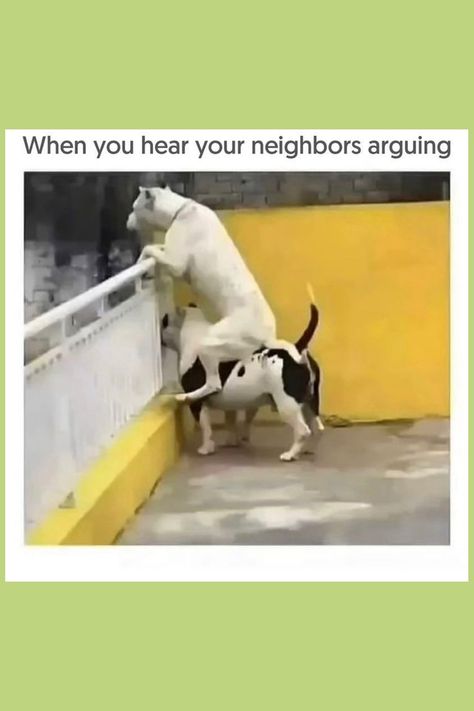 Come see our big collection of dog memes and fun dog videos! We have the cutest dog pics and the funniest dog moments. If you love dogs being funny and want to smile, follow us to see more! Dogs And Puppies Funny Memes, Puppy Meme Funny, Dog Memes Hilarious, Puppy Meme, Cute Dog Memes, Memes Dog, Dog Meme, Dead Dog, Animal Humour