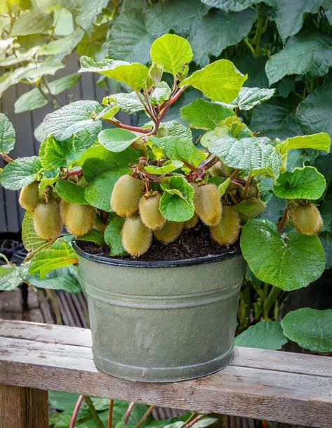 Growing bountiful kiwi fruit in a container by following these easy steps Vegetable Growing Ideas, Canning Kiwi, Asian Vegetable Garden, Fruit Garden Ideas, Greenhouse Fruit, Kiwi Tree, Kiwi Plant, Fruit Trees In Containers, Beauty Berry