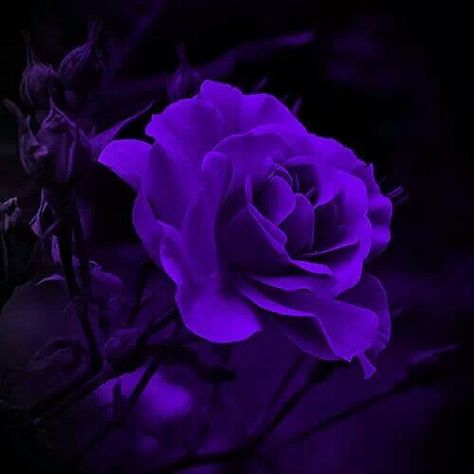 Dark Purple Roses Aesthetic, Purple Roses Aesthetic, Dark Purple Aesthetic Pfp, Dark Purple Icons, Dark Purple Roses, Care Bear Tattoos, Purple Aesthetic Background, Dark Purple Flowers, Purple Stuff