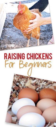 How to Raise Chickens for Beginners - Part One | How Does She Raising Chickens For Beginners, Chickens For Beginners, Chicken Farmer, How To Raise Chickens, Chicken Coup, Chicken Life, Raise Chickens, Crazy Chicken Lady, Keeping Chickens