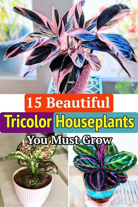 Indoor Plants Colorful, Colorful House Plants Indoor, Colorful Plants Indoor, Coolest House Plants, Prettiest House Plants, Variegated House Plants, Dirt Babies, Colorful House Plants, Stromanthe Plant