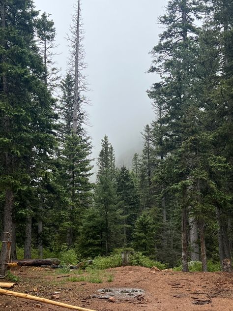 Mountains Pine Trees, Pine Tree Aesthetic, Pine Trees, Colorado Aesthetic, Tree Photography, Photography Illustration, Pine Tree, Tree Forest, Pine Forest