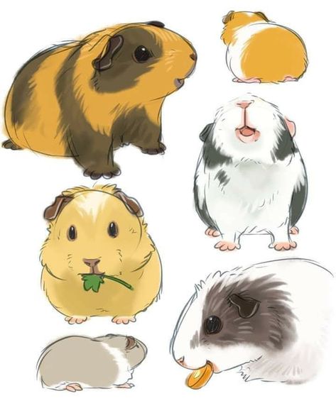 Gineau Pig Drawing, Cartoon Guinea Pigs, How To Draw Guinea Pigs, Cute Guinea Pig Drawings, Guinea Pig Wallpaper, Guinea Pig Tattoo, Guinea Pig Drawing, Guinea Pig Illustration, Guine Pig