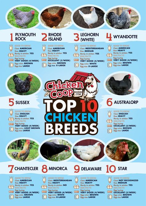 Which Chicken Breed is Best for Eggs? Description from commonsensehome.com. I… Chicken Types, Laying Chickens Breeds, Best Egg Laying Chickens, Laying Chickens, Egg Laying Chickens, Laying Hens, Raising Backyard Chickens, Keeping Chickens, Building A Chicken Coop