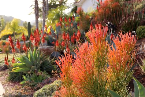 How to Prune and Handle Euphorbia tirucalli 'Sticks on Fire' | Debra Lee Baldwin Sticks On Fire Succulent, Fire Stick Cactus, Fire Sticks Succulent, Granitic Sand, Rock Backyard, Desert Plants Landscaping, Moroccan Patio, Florida Plants Landscaping, Arizona Garden