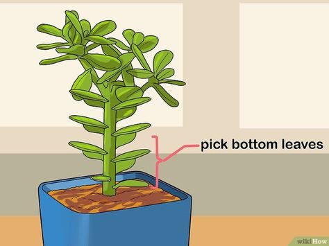 The Best Way to Propagate Succulents from Leaves - wikiHow Multiplier Des Plantes Grasses, Propagate Succulents From Leaves, Propagate Succulents, Succulent Landscape Design, نباتات منزلية, Succulent Landscaping, Propagating Succulents, Succulent Soil, Growing Succulents