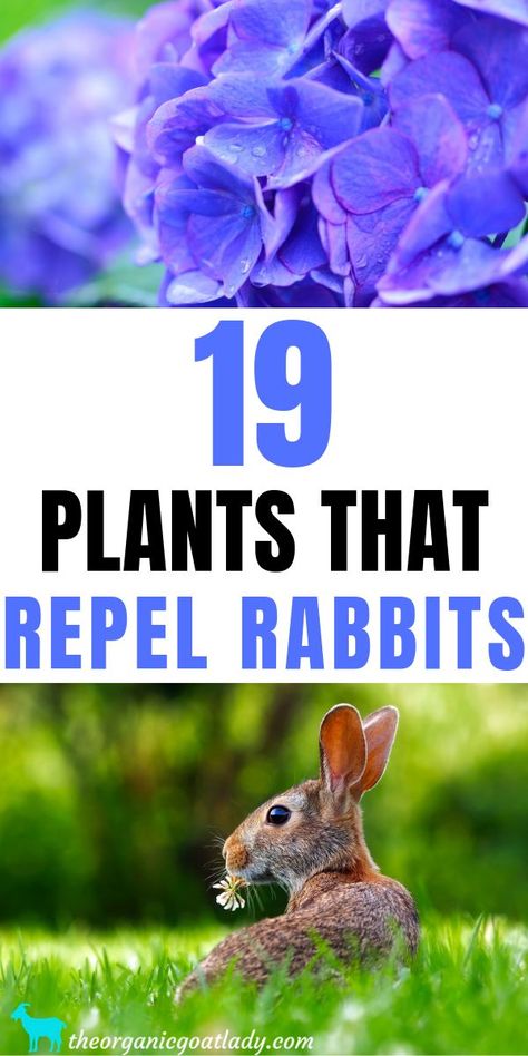 Rabbit Deterrent, Rabbit Repellent, Rabbit Resistant Plants, Barn Hacks, Pest Repellent, Plant Zones, Gardening Diy, Garden Pest Control, Vegetable Gardens