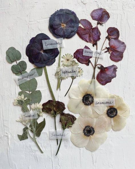 Dried Flowers Pressed, Pressed Flower Aesthetic, Dehydrated Flowers, Dried Flowers Aesthetic, Framed Florals, Flowers In A Frame, Frames Aesthetic, Dried Flower Decor, Pressed Florals