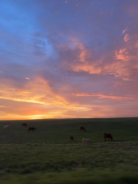 #montana #aesthetic #summer #cows #cottagecore #sunset Miley Core Aesthetic, Montana Core, Yellowstone Aesthetic, Montana Aesthetic, Sunset Road, French Montana, Great Falls, + Core + Aesthetic, Future Life