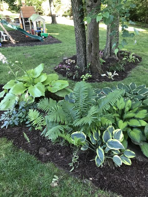 Hostas, fern, astilbe shade garden Fern And Hosta Landscaping, Fern Shade Garden, Astilbe Shade Garden, Hostas Around Tree, Fern In Garden, Hostas And Astilbe Landscaping, Hosta Astilbe Garden, Ferns And Hostas Flower Beds, Ferns Landscaping Front Yards