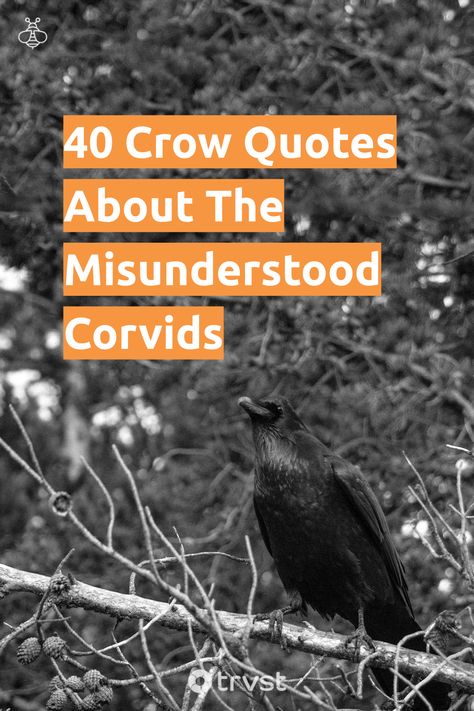 Mystery meets intellect as we unravel the symbolism held by crows 🎩🦅. Brush away misconceptions and explore nature with resonating crow quotes, shedding light on these iconic birds 🖤. Don't just fly by, connect! #CrowQuotes #BirdLovers #AvianIntellect #NatureSymbolism #UnveilingMystery Eating Crow Quotes Funny, Crow Quotes Wisdom, Quotes About Crows, Crow Sayings, Crow Significance, Crow Quotes, Night Bird Quote, Qoutes About Crow, The Crow Quotes