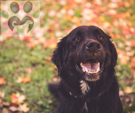 Hot off the Press!  Meet the Labernese: A mix between the Labrador Retriever and the Bernese Mountain Dog. https://www.rfr.bz/plm0mb7 Labernese Dog, Dog Mixed Breed, Bernese Mountain Dog Mix, Designer Dogs, Assistance Dog, Dog Mixes, Purebred Dogs, Types Of Dogs, Mixed Breed Dogs