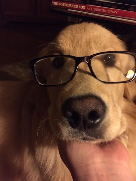 Golden Retriever With Glasses, Dog With Glasses Pfp, Boy With Dog Aesthetic, Gamer Bf Aesthetic, Glasses Couple, Dog Wearing Glasses, Brown Hair Boy, Dog With Glasses, Boys Glasses