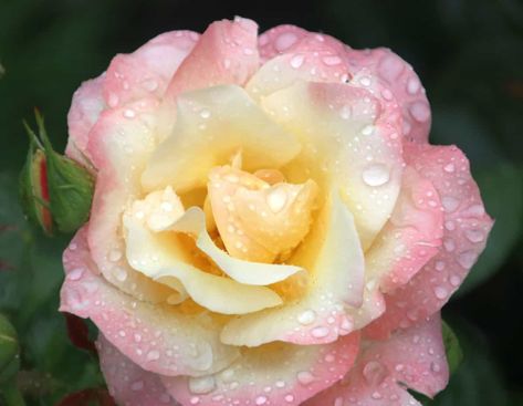 Climbing Plants Fast Growing, Mr Lincoln Rose, Queen Elizabeth Rose, Container Roses, Floribunda Roses, Rose Bushes, Rose Varieties, Shrub Roses, Damask Rose