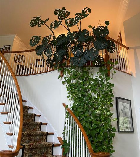 Monstera Trellis, Small House Garden, Trellis Ideas, Herb Garden Design, Vertical Garden Diy, Houseplants Indoor, Garden Guide, Plant Aesthetic, Monstera Plant