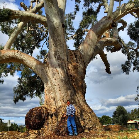 The Big Tree is a large, well-preserved River Red Gum(Eucalyptus camaldulensis), located at the corner of Fryers Street and Ballarat Street. It is thought to be one of the largest in Victoria, with a height of 34 metres and circumference of 9.35 metres at the base. The tree is estimated to be over 500 years old.  #Castlemaine #Goldfields ‪ #Australia #abandonedaustralia‬ #aussiephotos #australiagram #Victoria #vacation #exploring #Guildford #outdoors #trees Tree Fairies, Eucalyptus Camaldulensis, Australian Landscapes, Timber Joinery, Famous Trees, Gum Trees, Australian Trees, Eucalyptus Trees, Big Trees