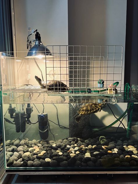 Snapping Turtle Tank Ideas, Turtle Fish Tank, Turtle Tank Ideas Sliders, Red Ear Slider Turtle Tank Ideas Diy, Red Ear Slider Turtle Tank Ideas, Snapping Turtle Tank, Red Eared Slider Turtle Habitat, Turtle Aquarium Ideas, Turtle Terrarium Ideas