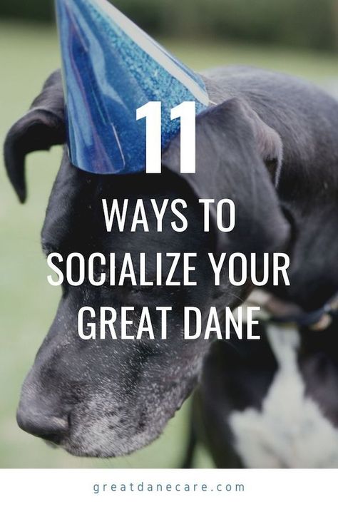 Great Dane Quotes, Great Dane Facts, Merle Great Danes, Puppy Training Guide, Great Dane Puppies, Blue Great Danes, Socializing Dogs, Dane Puppies, The Great Dane