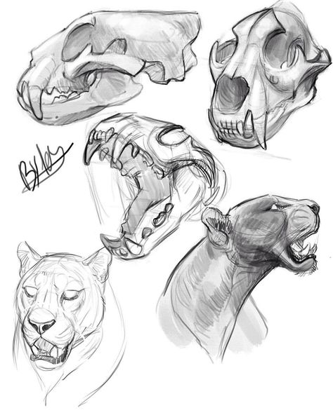 4,096 Likes, 9 Comments - Ester Conceicao (@tehchan_) on Instagram: “Here are some Panther studies I just did. Working on perspective + drawing a skull is not that…” Drawing A Skull, Feline Anatomy, Tiger Skull, Draw Tutorial, Skull Sketch, Cat Anatomy, Animal Study, Desenho Tattoo, Skull Drawing