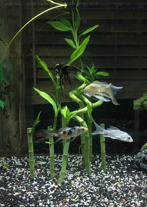 Bamboo In Aquarium, Bamboo In Fish Tank, Lucky Bamboo Fish Tank, Zen Fish Tank Ideas, Lucky Bamboo Aquarium, Bamboo Betta Tank, Zen Fish Tank, Bamboo Fish Tank, Bamboo Aquarium