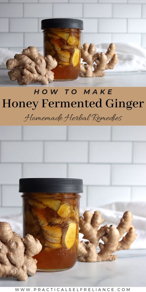 Honey Fermented Ginger Recipe Fermented Honey Recipes, Ginger Bug Recipe, Honey Fermented Garlic, Ginger Remedies, Fermented Honey Garlic, Ginger Health Benefits, Fermented Food Recipes, Fermented Garlic Honey, Medicinal Honey