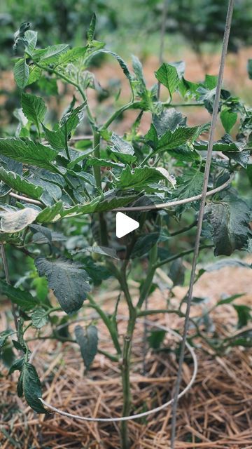 Katie Krejci, RD | The Homesteading RD on Instagram: "It’s time to prune our determinate tomatoes! 🍅✂️

I’ve heard a lot of different opinions on tomato pruning, but here’s my method to pruning determinate tomatoes to enhance their productivity and overall health 💫

Step 1️⃣: Wait until they reach a height of 12-18” and have a few sets of leaves (and flowers!) before pruning.

Step 2️⃣: Identify the first cluster of flowers, then remove any suckers on branches BELOW this point. This will help promote better airflow and prevent any low-hanging fruit that will end up rotting on the ground.

Step 3️⃣: Remove any other stems that are hanging down low. These can increase the risk of disease from soil splashing up on the leaves when it rains.

Step 4️⃣: That’s it! I don’t do any more pruning a Planting Tomatoes, Tomato Pruning, Determinate Tomatoes, Different Opinions, Tomato Plants, Water Well, When It Rains, Outdoor Ideas, Container Gardening